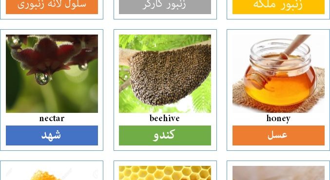 پیکشنری زنبور، کندو و عسل به انگلیسی پیکشنری زنبور، کندو و عسل به انگلیسی